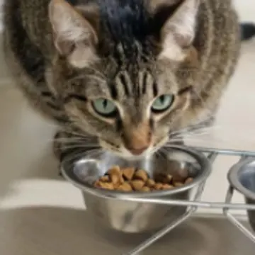 Cat Eating from Pet Bowl